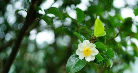 茶叶花修剪技巧有哪些？剪枝时应注意什么问题？