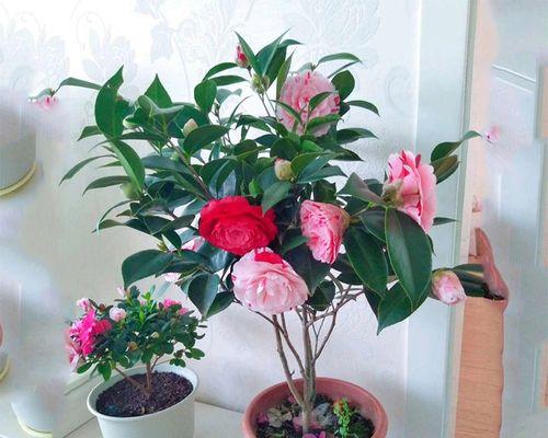 茶叶花怎么养才长得好？有哪些注意事项？