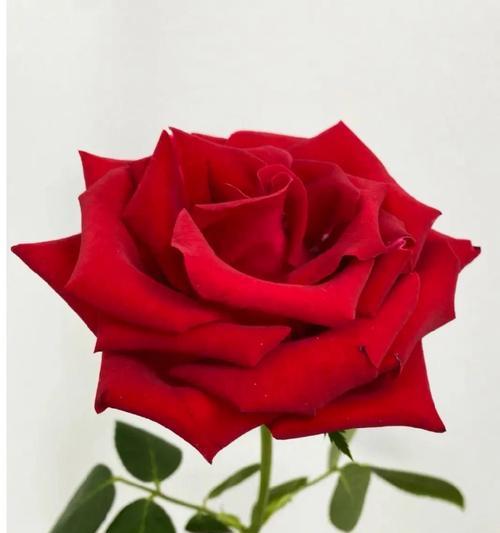 不同颜色玫瑰花代表什么？每种颜色玫瑰的花语是什么？