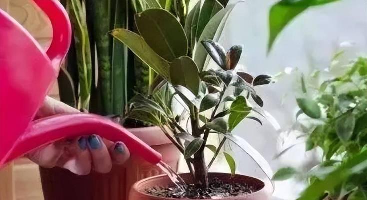 茶叶浇花的正确方法是什么？浇花时有哪些注意事项？