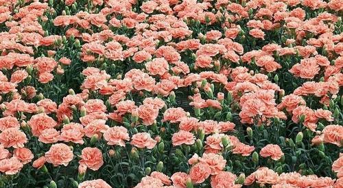 不同颜色玫瑰花的花语是什么？如何根据颜色选择玫瑰花表达情感？