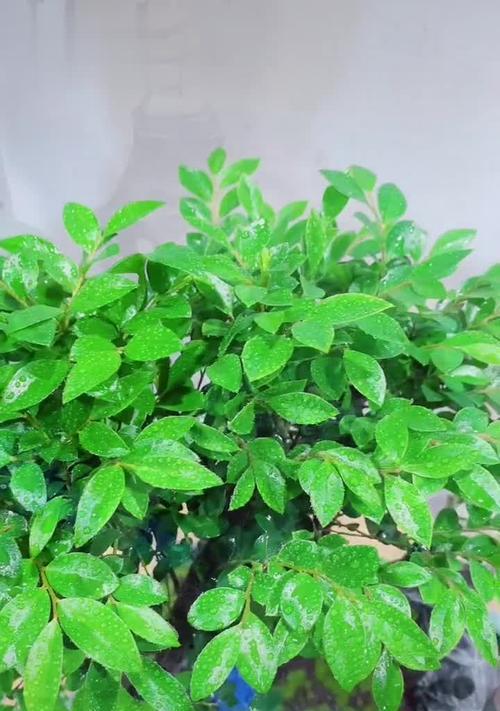 茶叶可以种花吗？茶叶渣如何用来种植花卉？