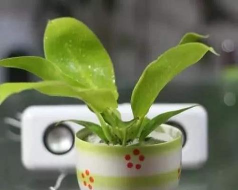 茶叶可以种花吗？茶叶渣如何用来种植花卉？
