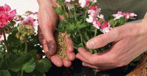 茶叶可以种花吗？茶叶渣如何用来种植花卉？