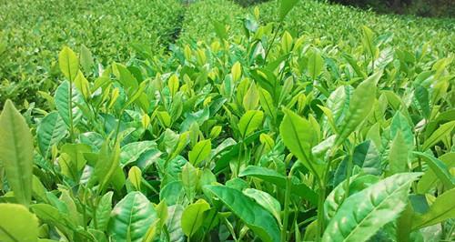 茶叶能作为肥料使用吗？使用茶叶做肥料的正确方法是什么？