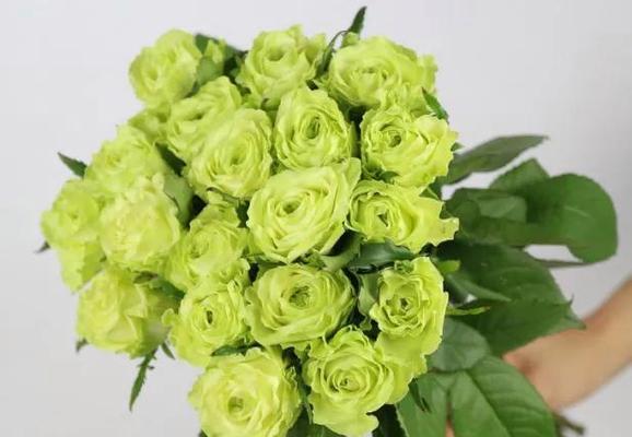 不同颜色玫瑰花语是什么？如何根据颜色选择玫瑰表达情感？