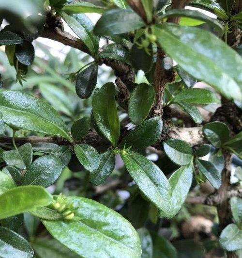 茶叶作为花肥的正确使用方法是什么？