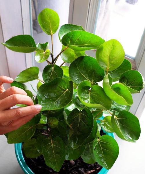 茶叶作为花肥的正确使用方法是什么？