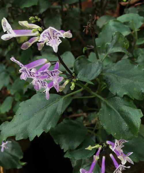 茶叶可以做花土吗？使用茶叶作为花土的正确方法是什么？