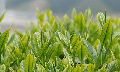 茶叶亩产量多少斤？如何提高茶叶亩产效率？
