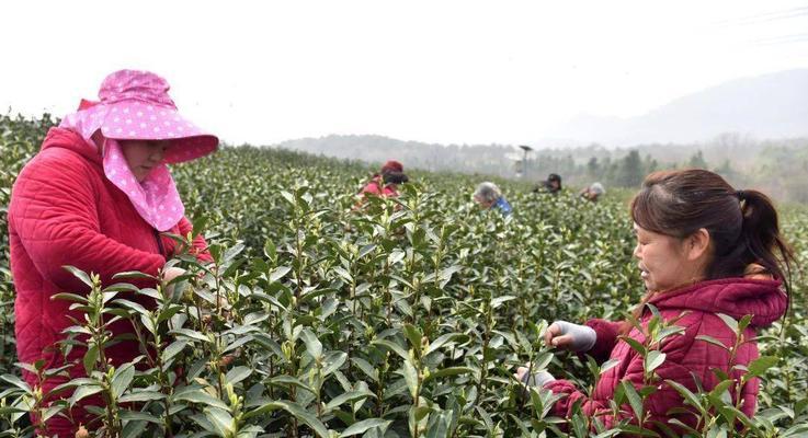茶叶什么时候采摘最佳？春季还是秋季？