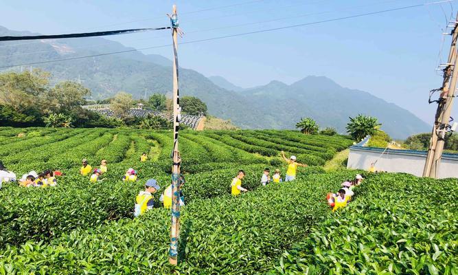 茶叶什么时候采摘最佳？春季还是秋季？