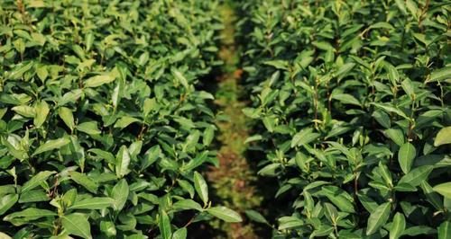 茶叶生长环境条件有哪些？茶叶的特点是什么？