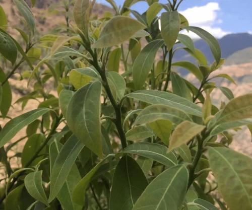 茶叶生长环境条件有哪些？茶叶的特点是什么？