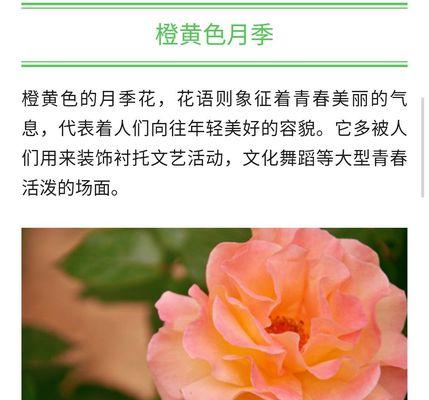 彩色玫瑰花语是什么？不同颜色的玫瑰代表什么含义？