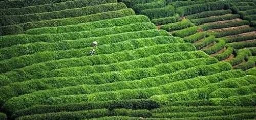 茶叶生长环境条件有哪些？茶叶的特点是什么？