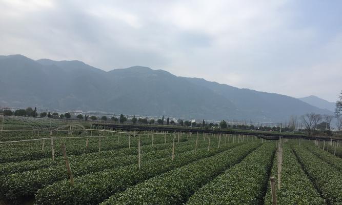 茶叶是经济作物吗？茶叶种植的经济效益如何？