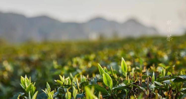 茶叶是经济作物吗？茶叶种植的经济效益如何？