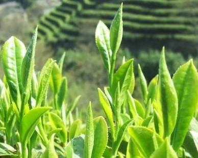 茶叶属于农作物吗？它有哪些种植特点？