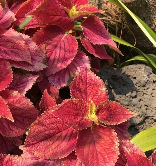 彩叶草花语是什么？如何正确解读彩叶草的花语含义？