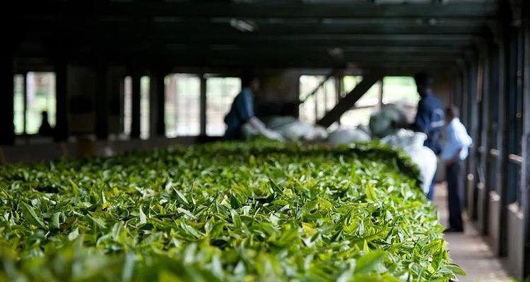 茶叶属于农作物吗？它有哪些种植特点？