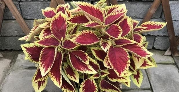 彩叶草花语是什么？如何正确解读彩叶草的花语含义？