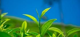 茶叶是什么植物？它有哪些种类和特性？