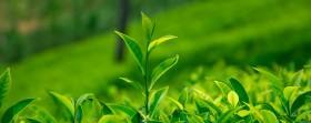 茶叶是什么植物？它有哪些种类和特性？