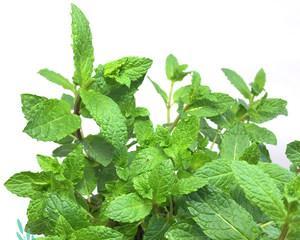 茶叶是什么植物？它有哪些种类和特性？