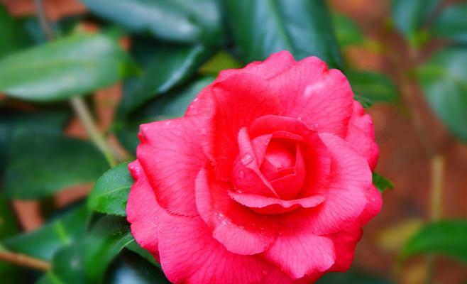 茶花的花语有哪些含义？