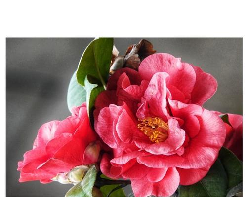 茶花的花语有哪些含义？