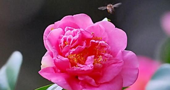 茶花花语是什么意思？茶花的象征意义有哪些？