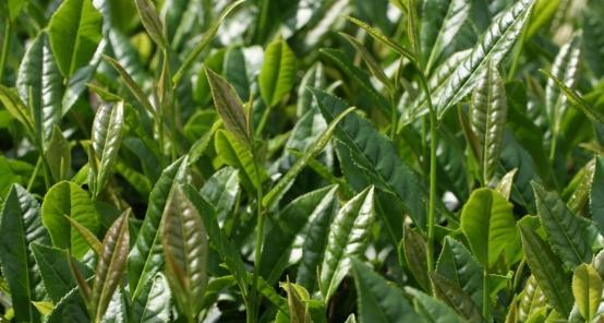茶叶是经济作物吗？茶叶的经济价值体现在哪些方面？