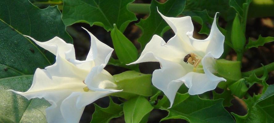 茶色曼陀罗和黄色曼陀罗的花语分别是什么？