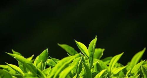 茶叶是经济作物吗？茶叶的经济价值体现在哪些方面？