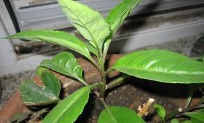 茶叶属于什么植物类型？它是如何分类的？