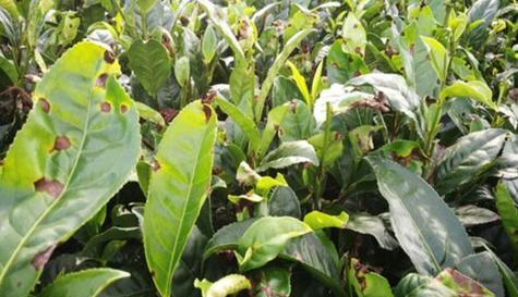 茶叶属于什么植物类型？它是如何分类的？