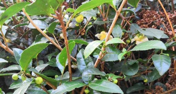 茶叶树会结籽吗？如何正确种植和收获茶叶籽？