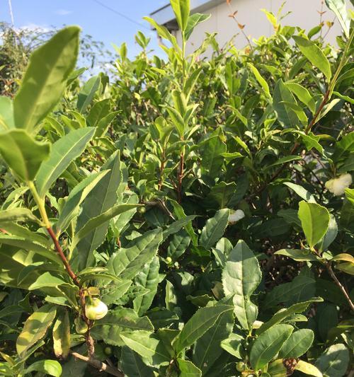 茶叶树开花对茶叶品质有影响吗？如何处理开花期的茶叶树？