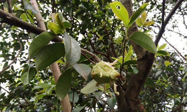 茶叶树开花对茶叶品质有影响吗？如何处理开花期的茶叶树？