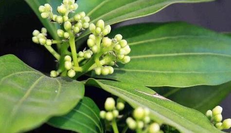 茶叶树开花对茶叶品质有影响吗？如何处理开花期的茶叶树？