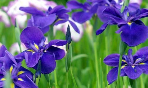 菖蒲花语是什么？它象征着什么含义？