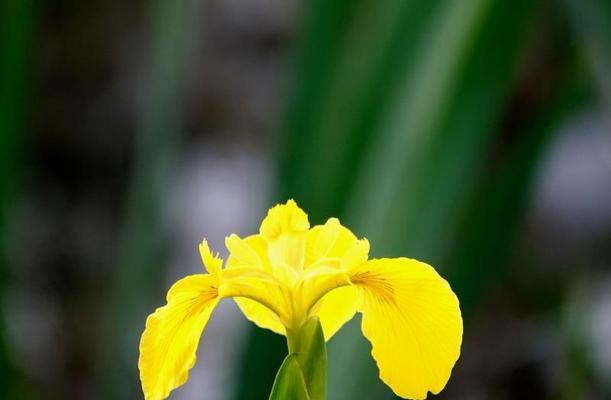 菖蒲花语是什么？它象征着什么含义？