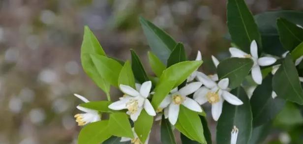 茶叶树开花吗？一般在什么时间开花？