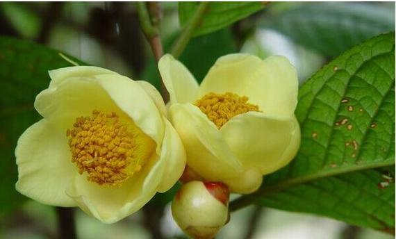 茶叶树开花吗？一般在什么时间开花？
