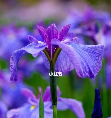 菖蒲花语是什么？它象征着什么含义？