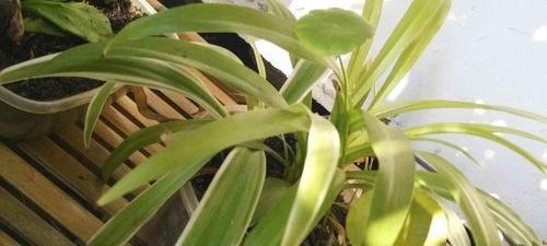 茶叶水发酵几天能浇花？