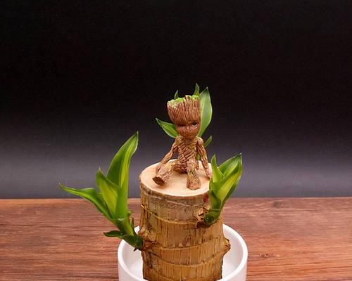 茶叶水浇巴西木可行吗？正确浇水方法是什么？