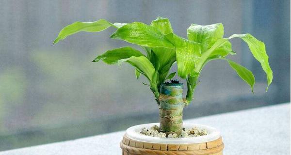 茶叶水浇巴西木可行吗？正确浇水方法是什么？