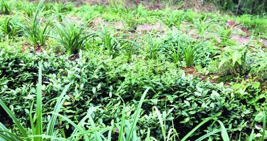 茶叶水浇菜有什么好处？需要注意什么？